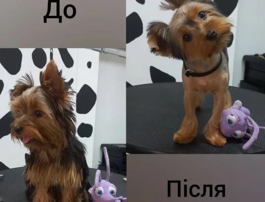 Грумінг салон “101 Далматинець”