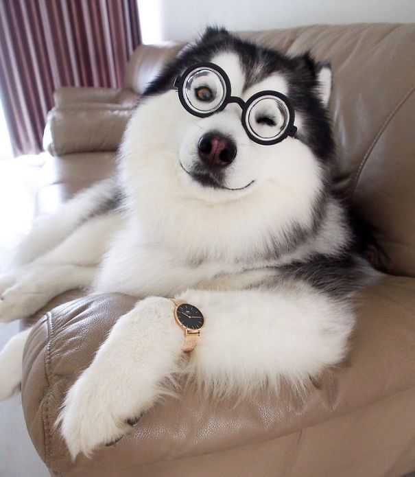 Pet Avatar