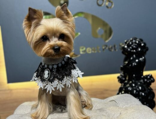 Грумінг салон. СПА. Навчання “Best Pet Style”