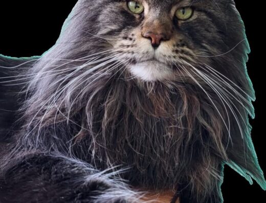 Розплідник мейнкунів “OdeSeaCat”