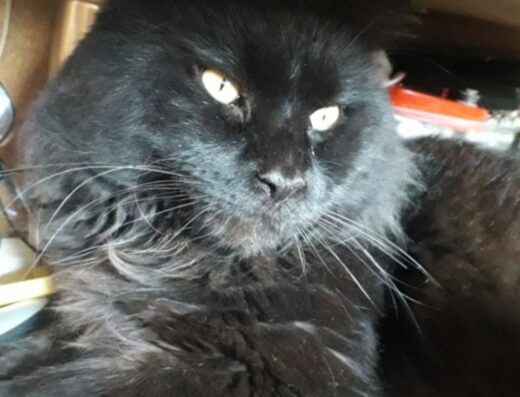 Розплідник кішок “Magnumcat”
