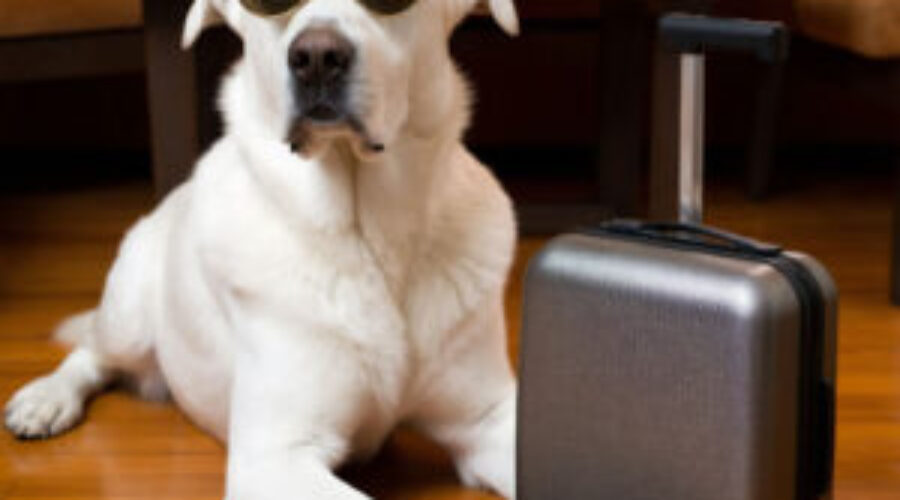 Улюбленець у подорожі: як підготуватися до перельоту чи поїздки