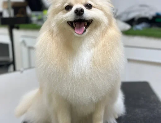 Грумінг-салон “Salon Groom”