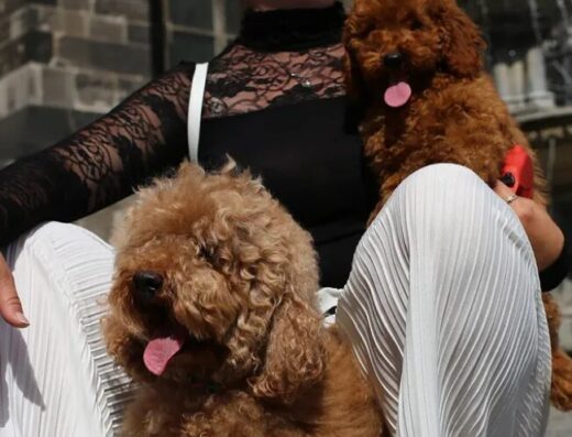 Розплідник собак “TOY POODLE IN UA”