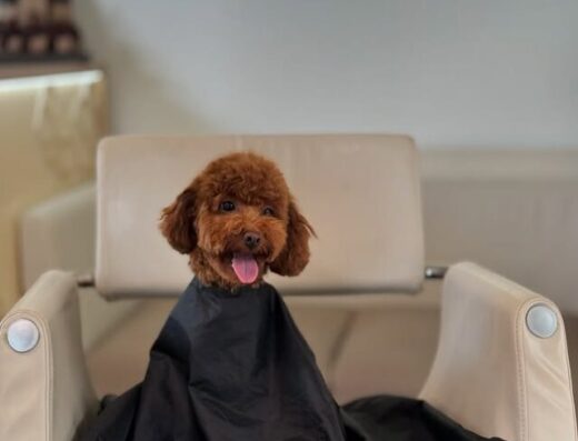 Розплідник Той Пуделів Чернівці «TOY POODLE IN UA»