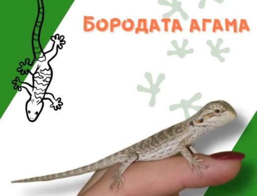 Зоомагазин “Зоолог”