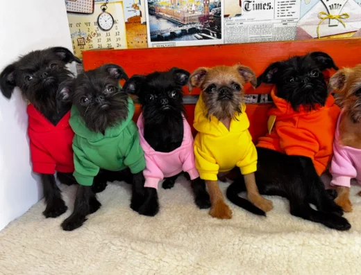 Розплідник собак “EXCLUSIVE DOGS OF GOLDEN KATALEYA”