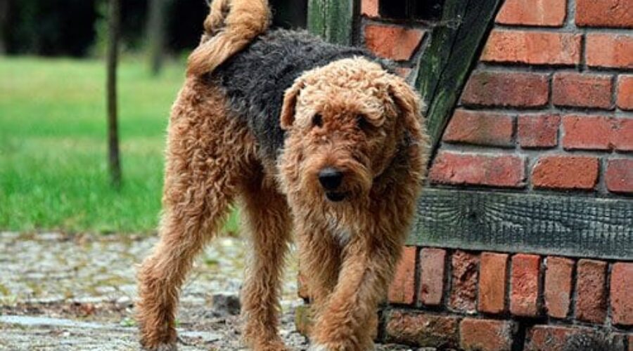 Гіпоалергенні собаки: зважений підхід до вибору породи та поради щодо догляду