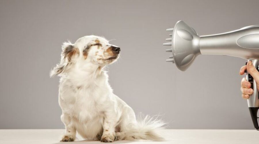 Грумінг від А до Я: як доглядати за шерстю вашого улюбленця