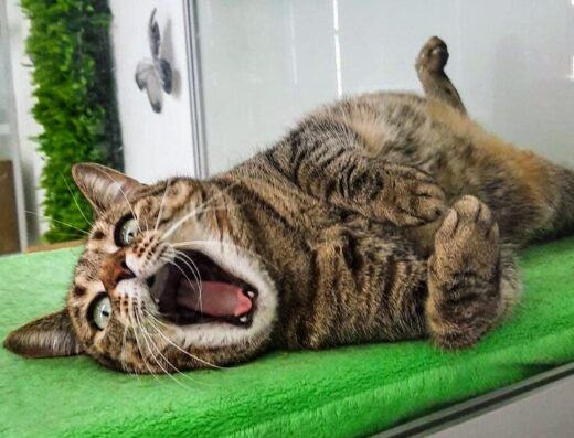 Кототель “Мир Мяу”