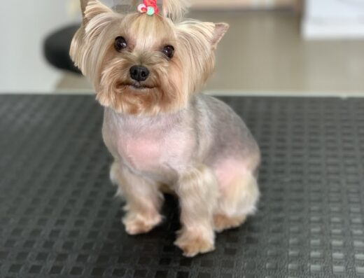 Грумінг салон “Grooming Dog”