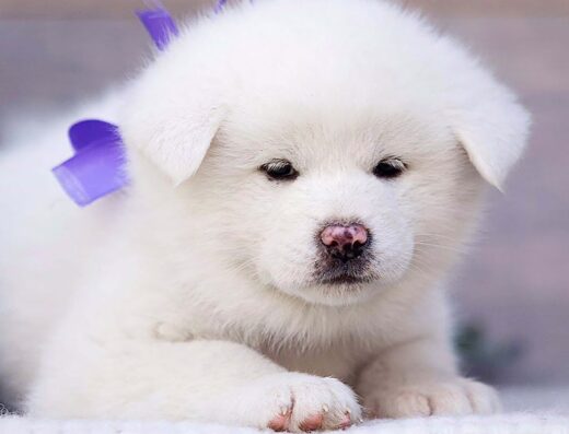 Розплідник KOUFUKUNA❤️INU