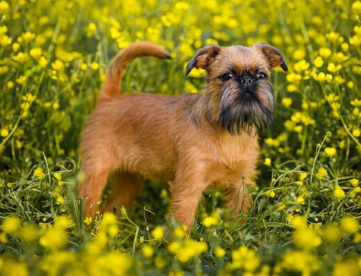 Розплідник тварин EXCLUSIVE DOGS OF GOLDEN KATALEYA