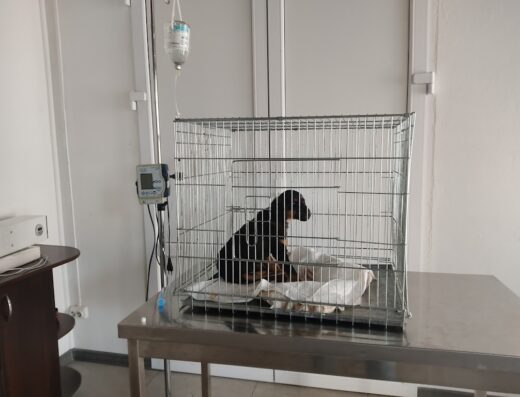 Ветеринарна клініка “Vet-Help”