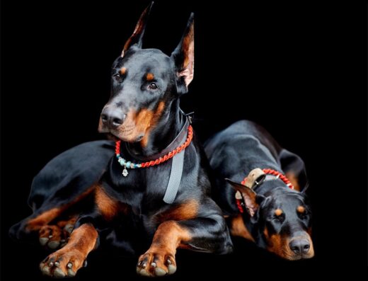 Розплідник собак “Dobermann Kennel von Lubarts Haus”
