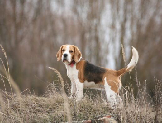Розплідник собак “Great Beagle Kennel”