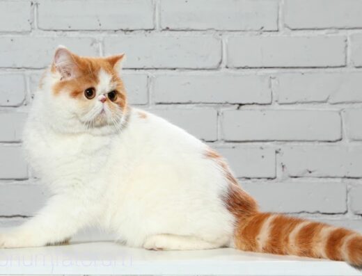 Тваринницька ферма “Donumfatorum Exotic Cats”