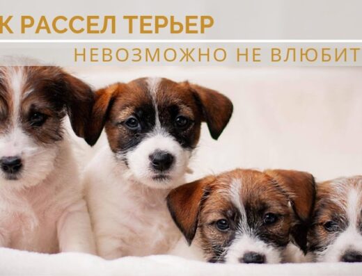 Розплідник собак Джек Рассел Тер’єрів “ELPIS STAR”
