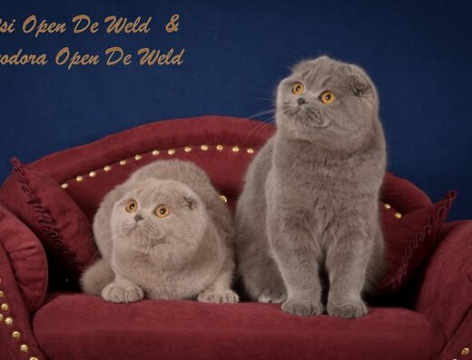 Заводчик котів у Львові “Open De Weld”