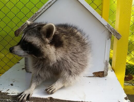 Дім Єнотів Львів (Raccoon’s house)