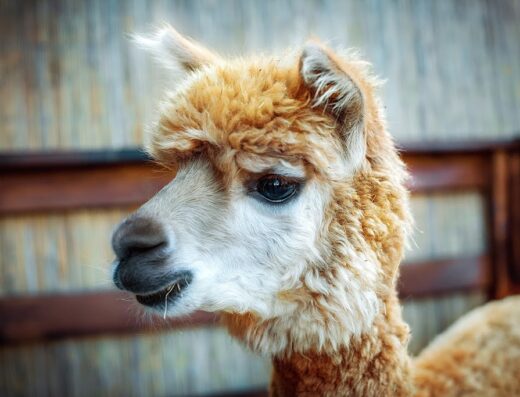 Освітній центр «Animal Park»