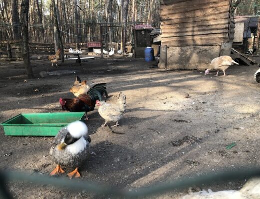 Маленький зоопарк
