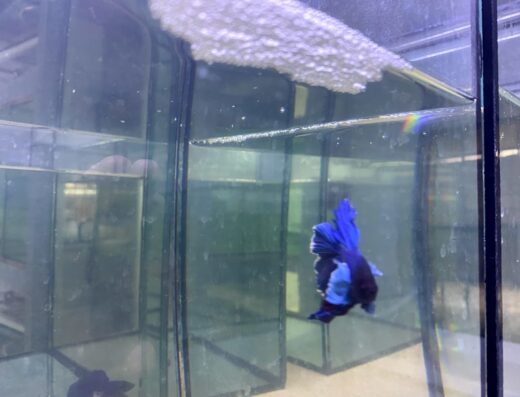 Магазин акваріумів, акваріумні рибки