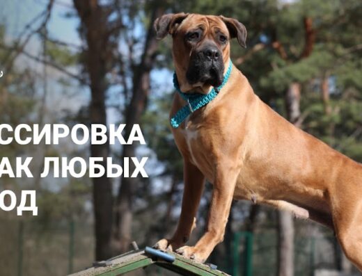 Кінологічний центр “Oskal”