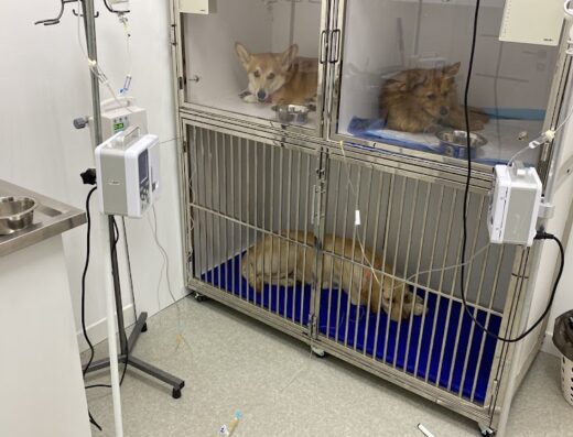 Ветеринарна клініка “Animal House”