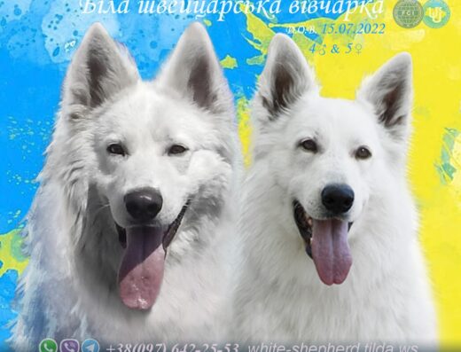 Біла швейцарська вівчарка – розплідник “STAR BASAN HOUSE”
