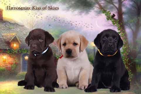 Розплідник лабрадорів “Kiss of Skies”