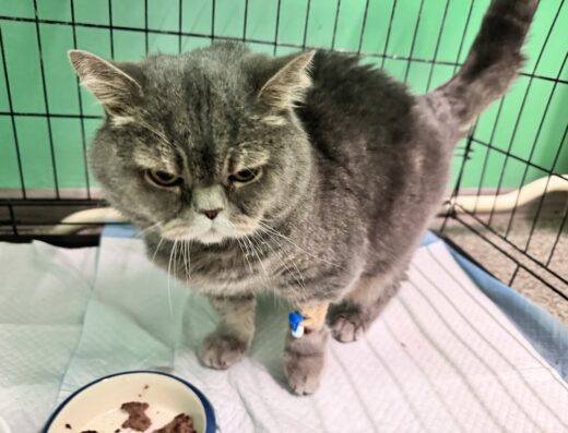 Ветеринарний центр “Vet Friend”