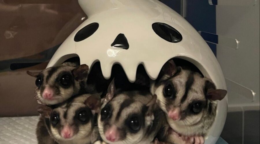 Соціальний світ цукрових поссумів: як подружитися зі своїм екзотичним улюбленцем