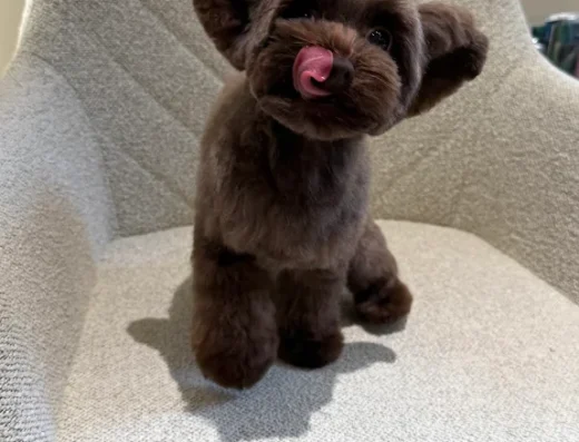 Грумінг салон “Barber Pet”