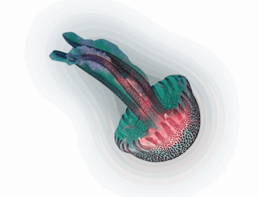 Музей медуз