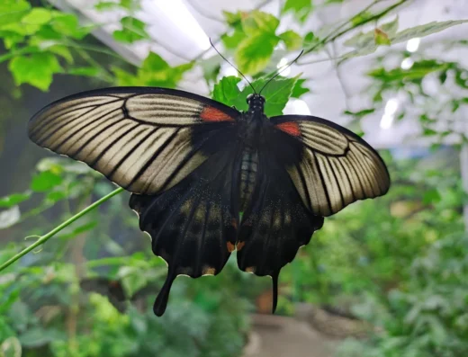 Тропічна ферма “Планета Метеликів”