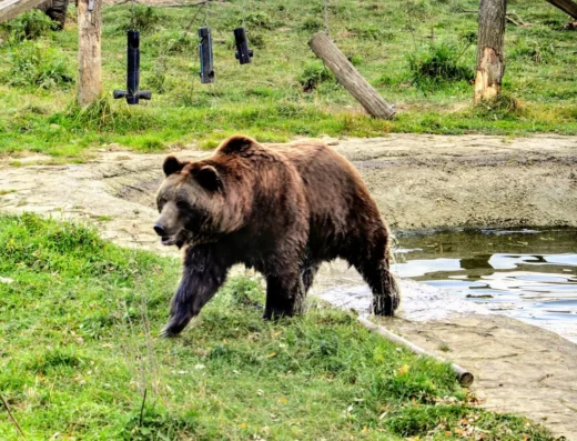 Ведмежий притулок «Домажир»