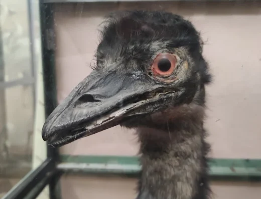 Зоологічний музей УжНУ