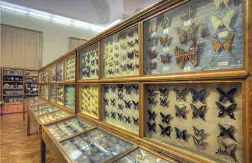 Зоологічний музей Київського національного університету імені Тараса Шевченка