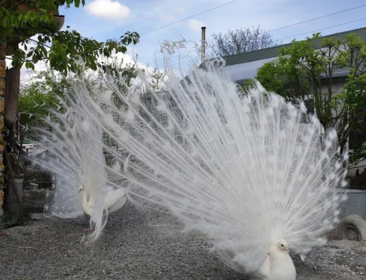 Реабілітаційний центр для птахів «Вільні крила»