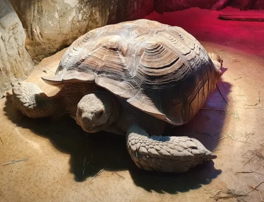 Харківський дельфінарій “Немо”