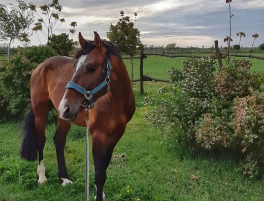 Кінно-спортивний клуб “Золота грива”