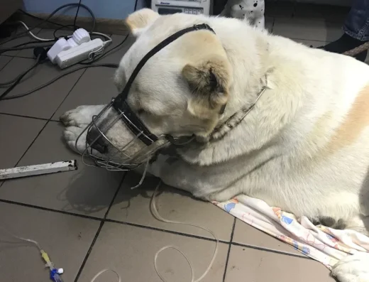 Ветеринарна клініка “ВетСервіс”