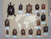 Національний науково-природничий музей НАН України