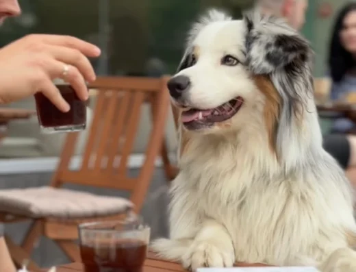 Кав’ярня “Paws&coffee”