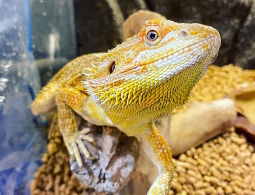 Кава з рептиліями “Rept&coffe club”