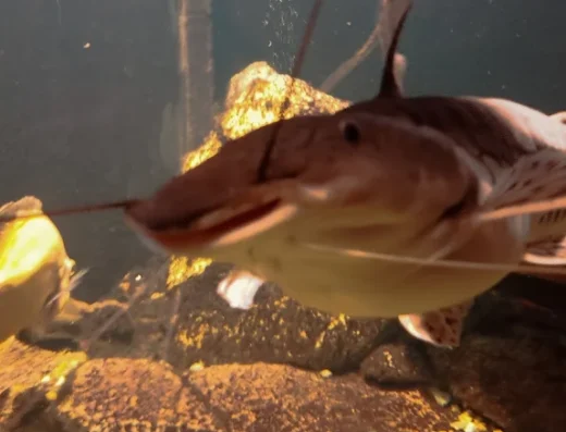 Навчально-науковий комплекс «Акваріум» ДНУ