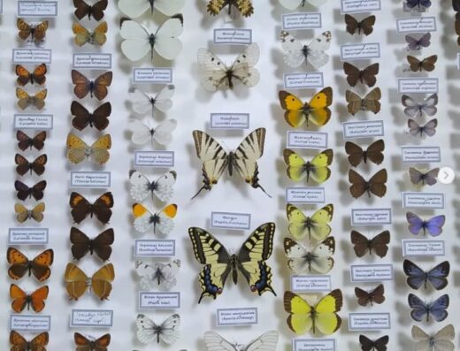 Музей Фауни