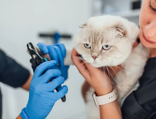 Грумінг салон Hollywood