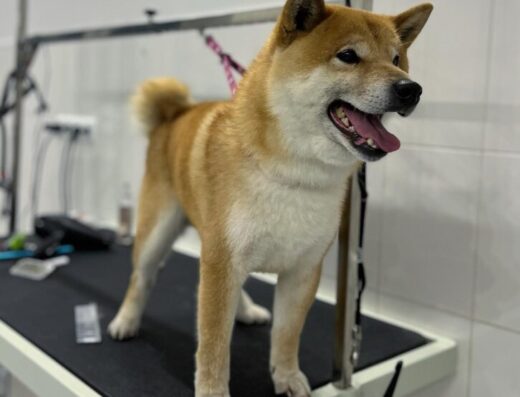 Грумінг салон “Bark&Meow”